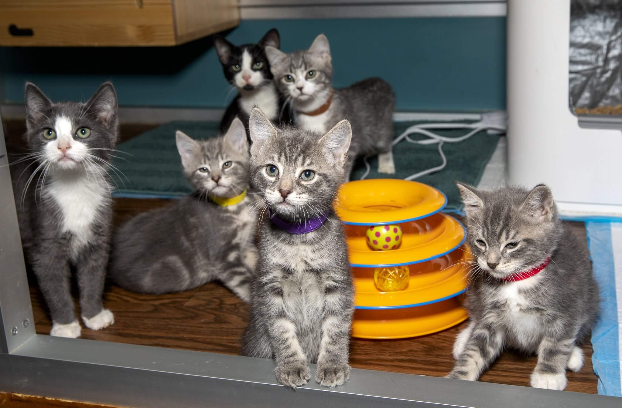 Popular Brooklyn Cat Cafe To Expand With $165k From New York State, By ...